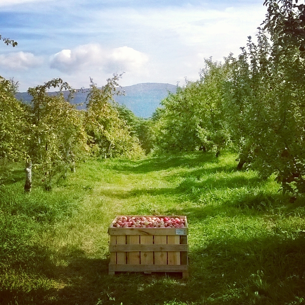 apple crate among trees